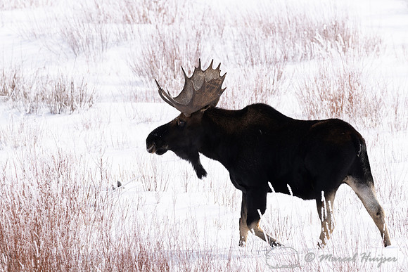 Bull moose (Alces americanus), Yellowstone National Park, Wyomin