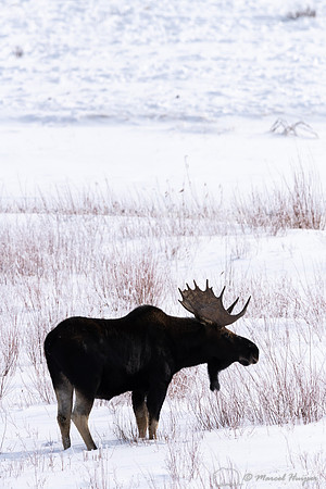 Bull moose (Alces americanus), Yellowstone National Park, Wyomin