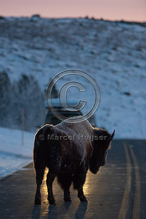 Bison (Bison bison) on the road, Yellowstone National park