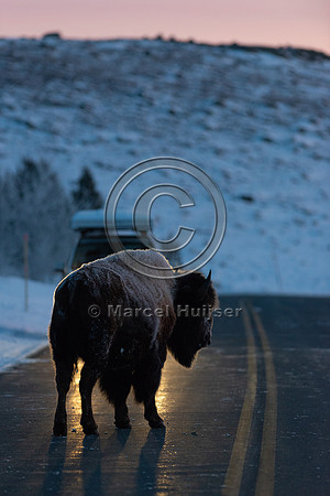 Bison (Bison bison) on the road, Yellowstone National park