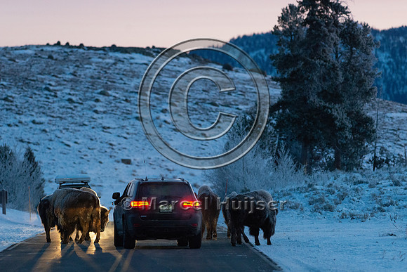 Bison (Bison bison) on the road, Yellowstone National park