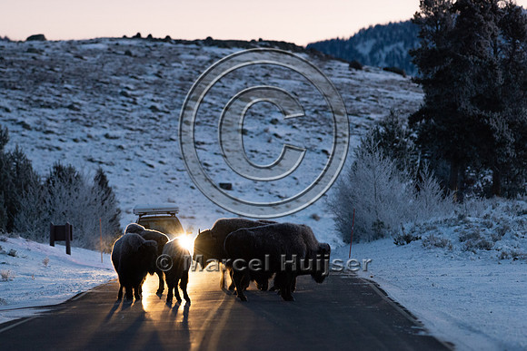 Bison (Bison bison) on the road, Yellowstone National park