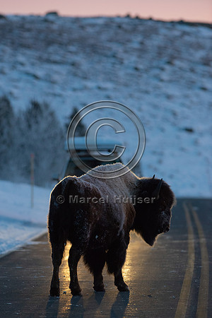 Bison (Bison bison) on the road, Yellowstone National park