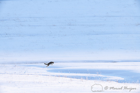 Coyote (Canis latrans) hunting, Yellowstone National Park, Wyomi