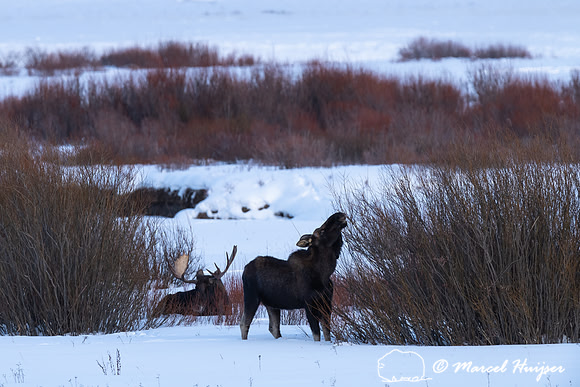 Bull moose (Alces americanus), Yellowstone National Park, Wyomin