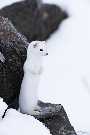 Long-tailed weasel (Mustela frenata), Yellowstone National Park,