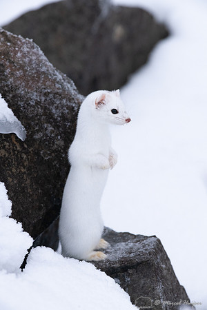 Long-tailed weasel (Mustela frenata), Yellowstone National Park,