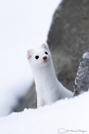 Long-tailed weasel (Mustela frenata), Yellowstone National Park,