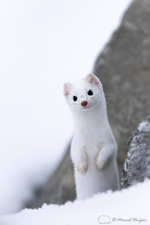 Long-tailed weasel (Mustela frenata), Yellowstone National Park,