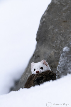 Long-tailed weasel (Mustela frenata) with vole, Yellowstone Nati