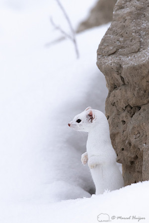 Long-tailed weasel (Mustela frenata), Yellowstone National Park,