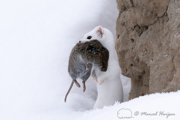 Long-tailed weasel (Mustela frenata) with vole, Yellowstone Nati