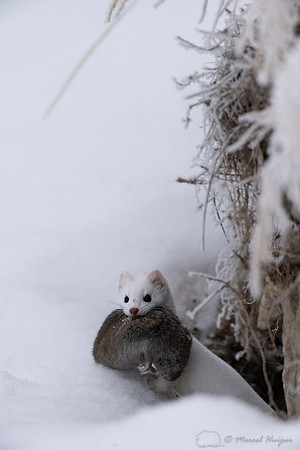 Long-tailed weasel (Mustela frenata) with vole, Yellowstone Nati