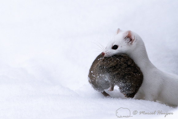 Long-tailed weasel (Mustela frenata) with vole, Yellowstone Nati