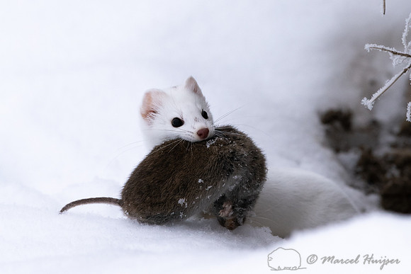 Long-tailed weasel (Mustela frenata) with vole, Yellowstone Nati