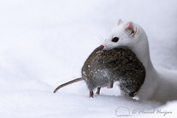 Long-tailed weasel (Mustela frenata) with vole, Yellowstone Nati