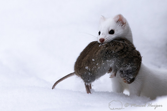 Long-tailed weasel (Mustela frenata) with vole, Yellowstone Nati
