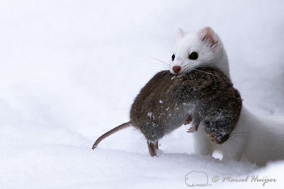 Long-tailed weasel (Mustela frenata) with vole, Yellowstone Nati