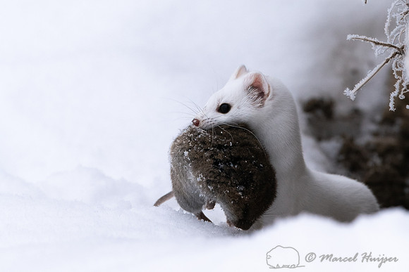Long-tailed weasel (Mustela frenata) with vole, Yellowstone Nati