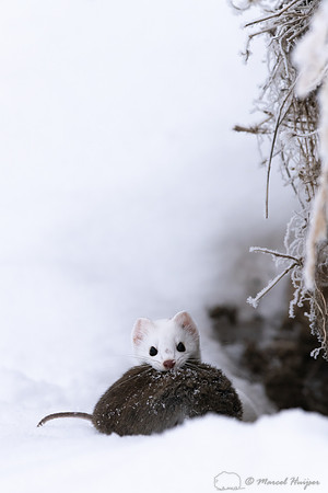 Long-tailed weasel (Mustela frenata) with vole, Yellowstone Nati