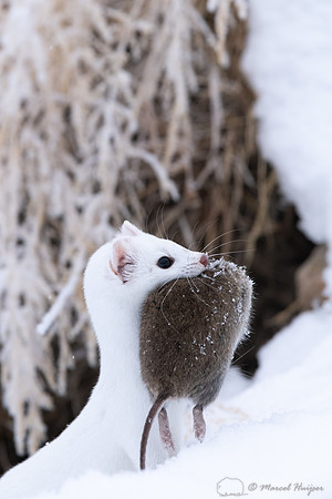 Long-tailed weasel (Mustela frenata) with vole, Yellowstone Nati