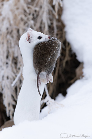Long-tailed weasel (Mustela frenata) with vole, Yellowstone Nati