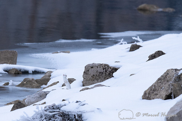 Long-tailed weasel (Mustela frenata), Yellowstone National Park,