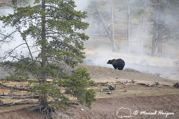 Grizzly bear (Ursus arctos) and geyser,  Wyoming, USA