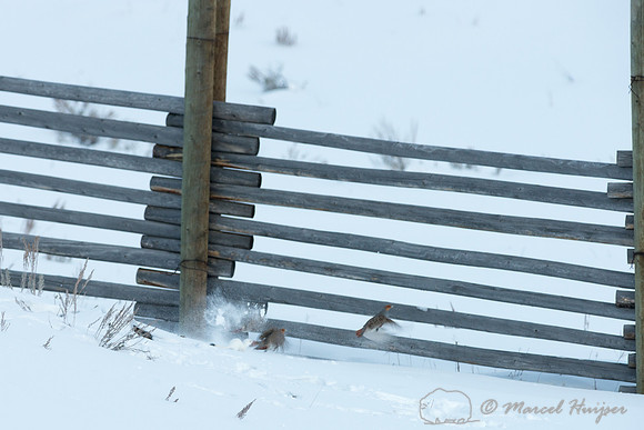 Long-tailed weasel (Mustela frenata), hunting gray partridge (Pe