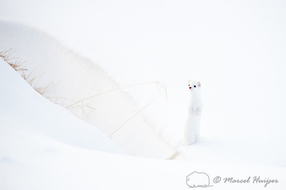 Long-tailed weasel (Mustela frenata), Yellowstone National Park,