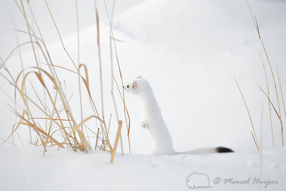 Long-tailed weasel (Mustela frenata), Yellowstone National Park