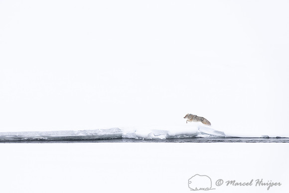 Coyote (Canis latrans) running along river to chase away another