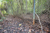 Gap and wildlife trail under wildlife fence for black bear (Ursu