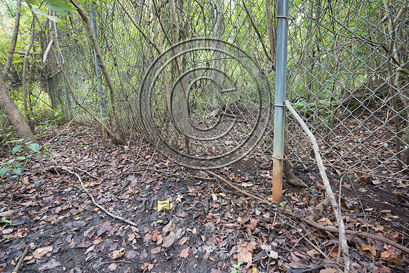 Gap and wildlife trail under wildlife fence for black bear (Ursu