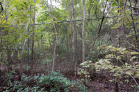 Gap and wildlife trail under wildlife fence for black bear (Ursu