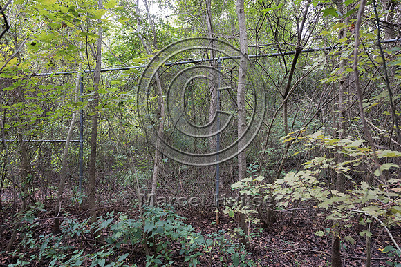 Gap and wildlife trail under wildlife fence for black bear (Ursu