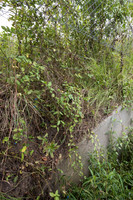 Gap under wildlife fence at divided culverts for water, and wild