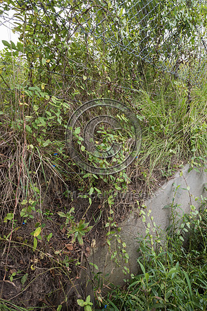 Gap under wildlife fence at divided culverts for water, and wild