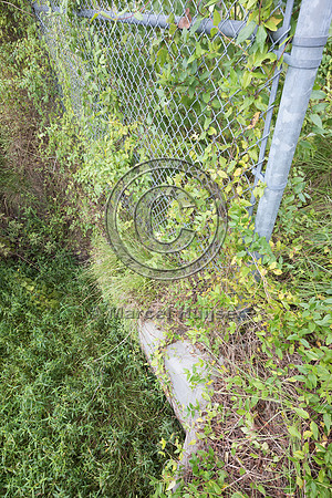 Wildlife fence for black bear (Ursus americanus), 3 m high (10 f