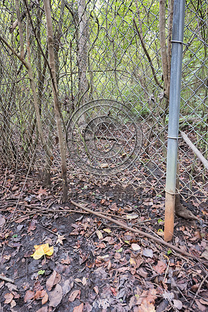 Gap and wildlife trail under wildlife fence for black bear (Ursu