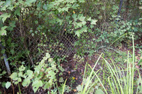 Gap and wildlife trail under wildlife fence for black bear (Ursu