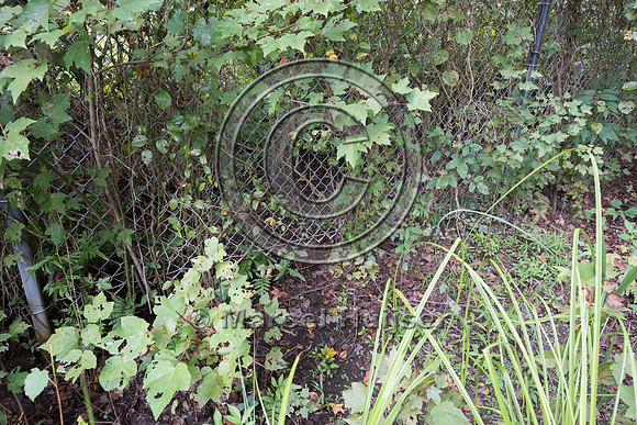 Gap and wildlife trail under wildlife fence for black bear (Ursu