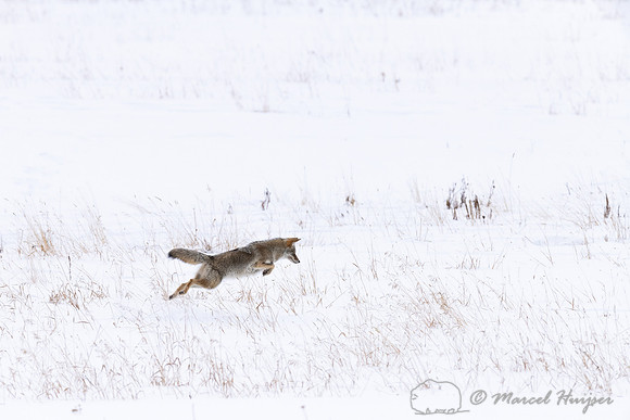 Coyote (Canis latrans) pounching, Yellowstone National Park, Wyo