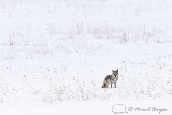 Coyote (Canis latrans), Yellowstone National Park, Wyoming, USA
