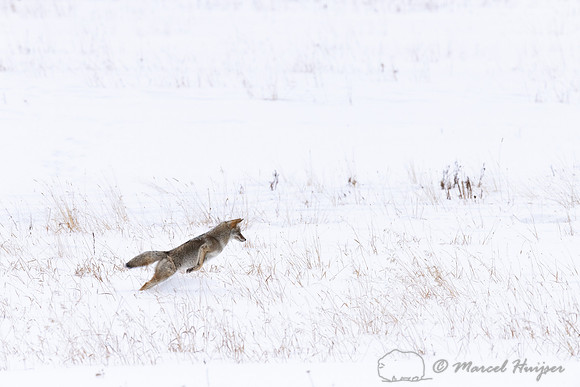 Coyote (Canis latrans) pounching, Yellowstone National Park, Wyo