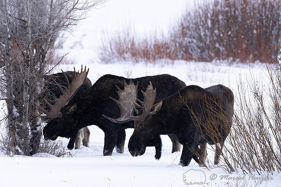 Bull moose (Alces americanus), Yellowstone National Park, Wyomin