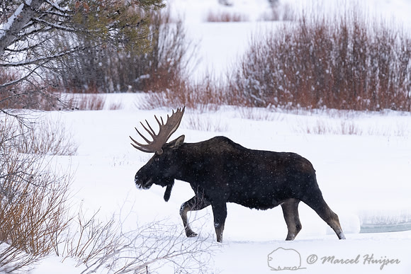 Bull moose (Alces americanus), Yellowstone National Park, Wyomin