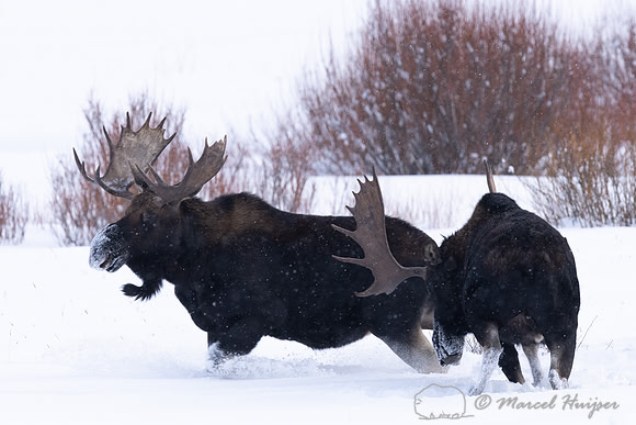Bull moose (Alces americanus), Yellowstone National Park, Wyomin