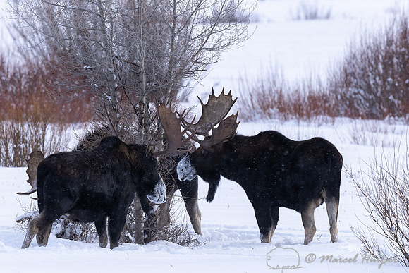 Bull moose (Alces americanus), Yellowstone National Park, Wyomin
