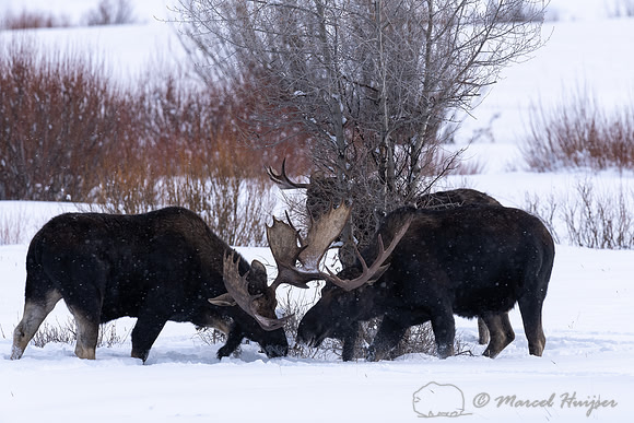 Bull moose (Alces americanus), Yellowstone National Park, Wyomin